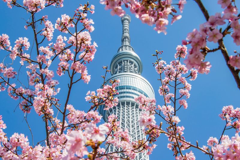 TOKYO SKYTREE® Ticket - Who should go up?