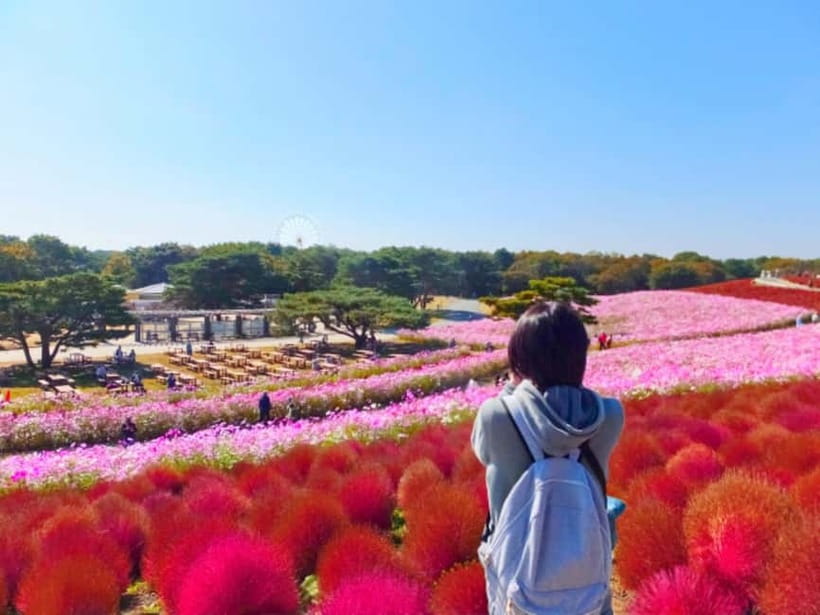 Tokyo: Spring Hitachi Seaside & Ashikaga Flower Park Tour - Key points to know before booking