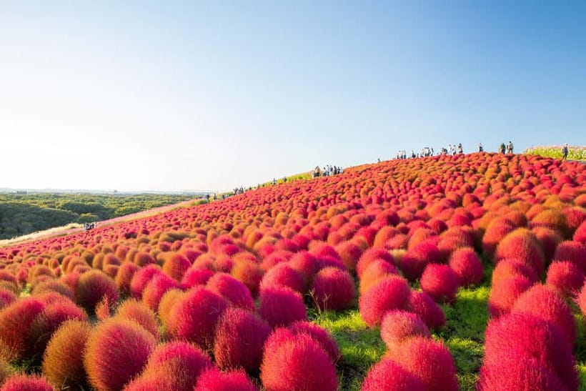 Tokyo: Spring Hitachi Seaside & Ashikaga Flower Park Tour - Mibu Michi no Eki gives you flexible lunch
