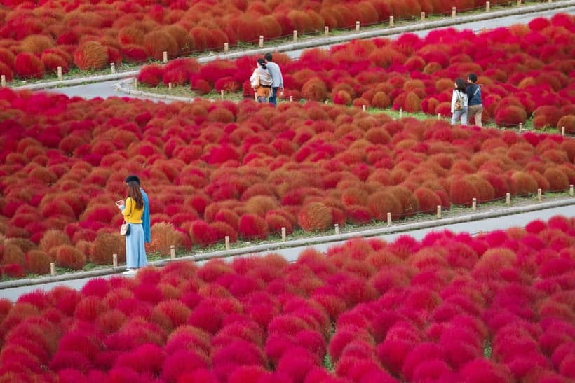 Tokyo: Spring Hitachi Seaside & Ashikaga Flower Park Tour - The bus ride matters more than it sounds