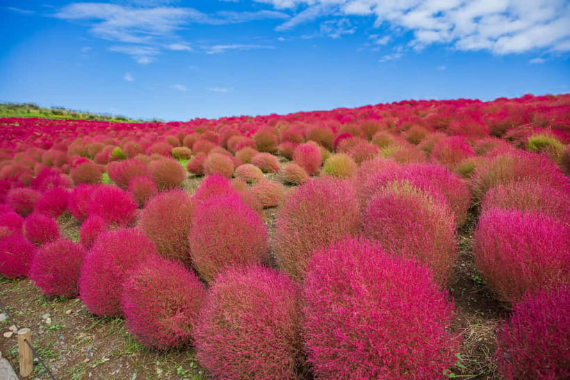 Tokyo: Spring Hitachi Seaside & Ashikaga Flower Park Tour - Who will enjoy this day most?
