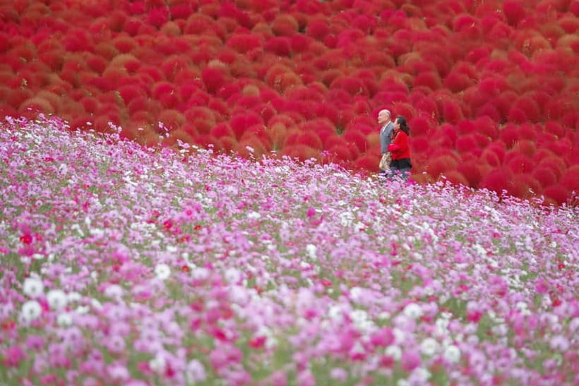 Tokyo: Spring Hitachi Seaside & Ashikaga Flower Park Tour - My verdict on this Tokyo spring flower tour