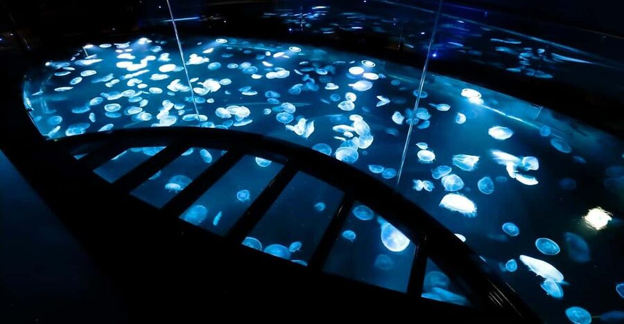 Tokyo: Sumida Aquarium Entry Ticket - What kind of aquarium is Sumida Aquarium?