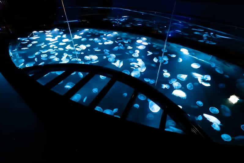 Tokyo: Sumida Aquarium Entry Ticket - The cafe and a slower way to spend time