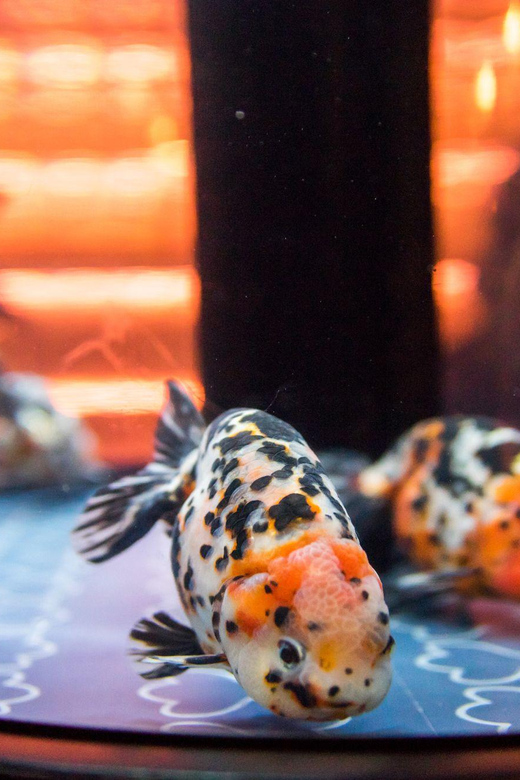 Tokyo: Sumida Aquarium Entry Ticket - Is the $17 ticket good value?