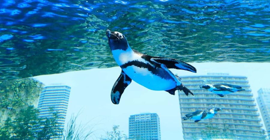 Tokyo: Sunshine Aquarium Entry Ticket - Water, plants, and a tropical resort mood