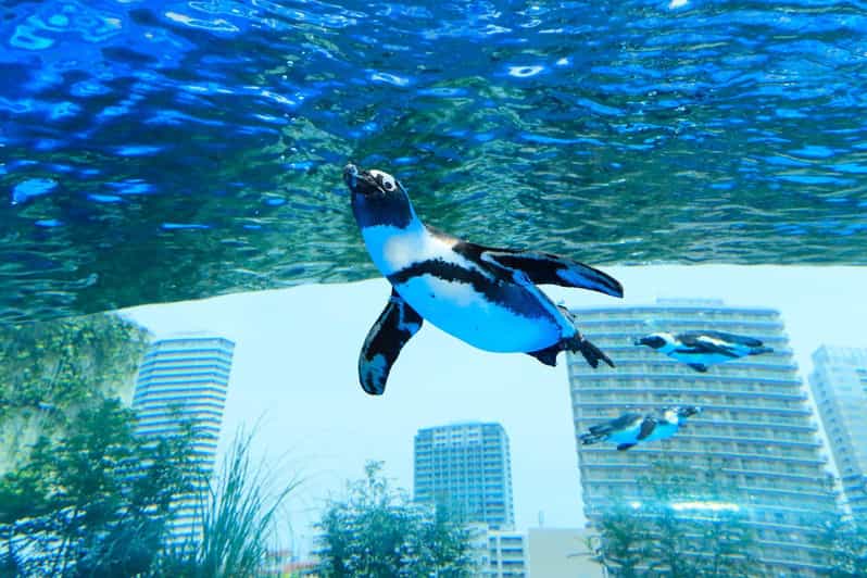 Tokyo: Sunshine Aquarium Entry Ticket - Is $16 a fair price?