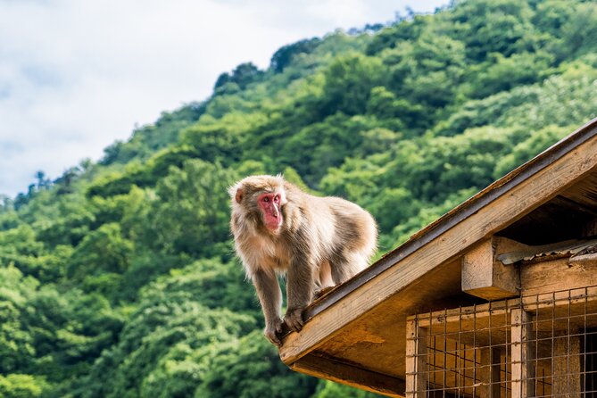 Tokyo to Kyoto 1-Full Day Private Guided Tour - The morning ride from Tokyo to Kyoto