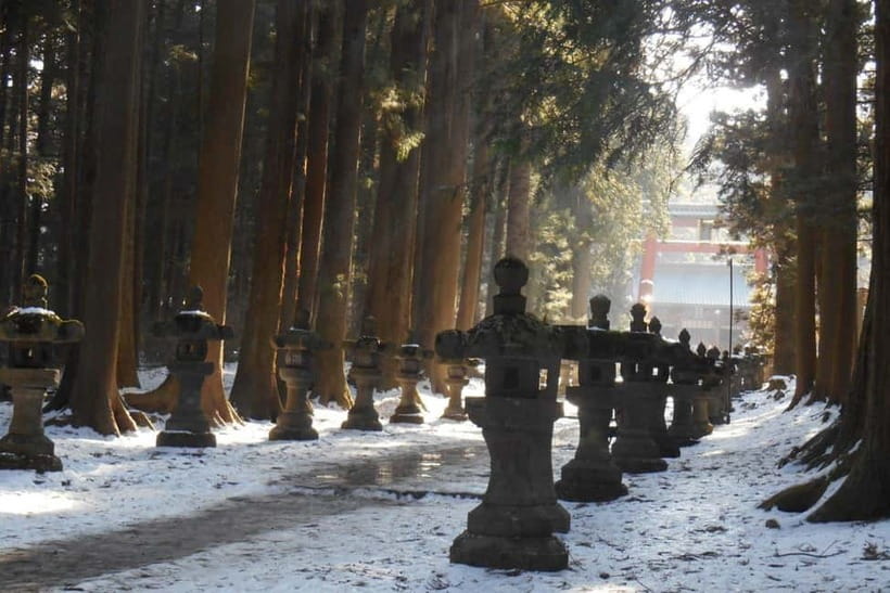 Tokyo To Mount FUJI Day Trip With English guide - Oishi Park: flowers with a Fuji backdrop