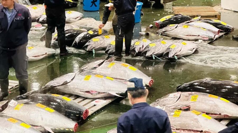 Tokyo: Toyosu Tuna Auction &Tsukiji Market Gourmet Adventure - Key points to know before you book