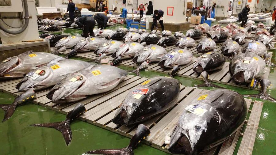 Tokyo: Toyosu Tuna Auction &Tsukiji Market Gourmet Adventure - Why the 5:00 AM start is worth considering