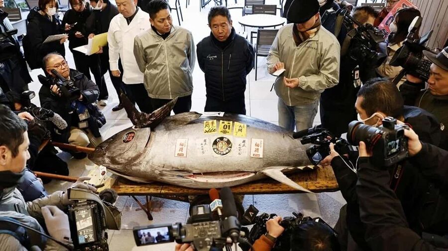 Tokyo: Toyosu Tuna Auction &Tsukiji Market Gourmet Adventure - Toyosu breakfast, where the catch becomes lunch