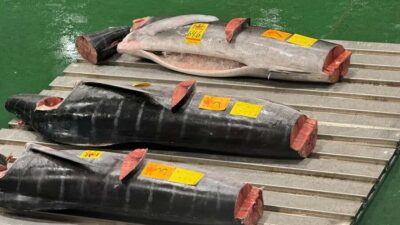 Toyosu Tuna Auction &Tsukiji Market Gourmet Adventure