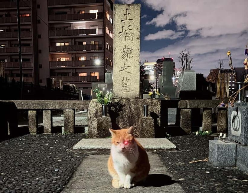 Tokyo: True Crime And Ghost Stories Tour - Key points at a glance
