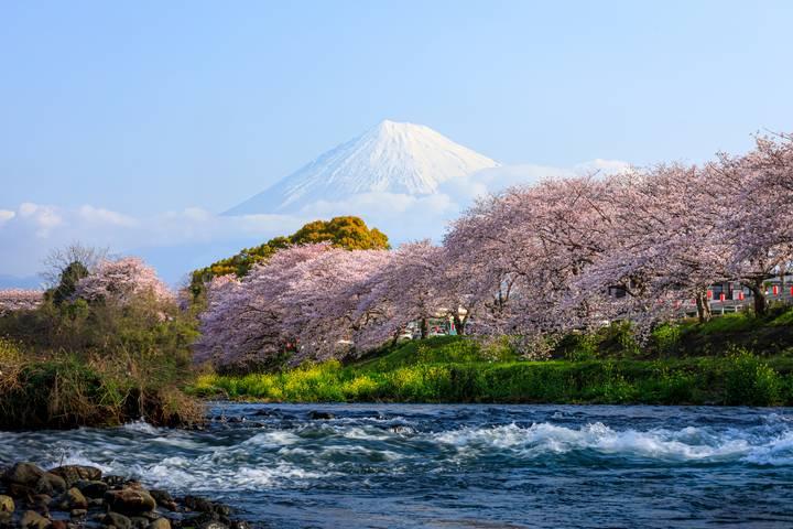 Tour - Japan Bonsai by Bavaria Fernreisen: 12 Days, Osaka to Narita Review - FAQ