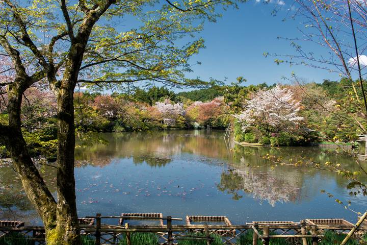 Tour - Japan Bonsai by Bavaria Fernreisen: 12 Days, Osaka to Narita Review - Nara, Kanazawa and the Japanese Alps
