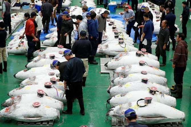 Toyosu Market Morning Tuna Auction and Tsukiji Food Tour with Licensed Guide - Watching the tuna auction from the public viewing area