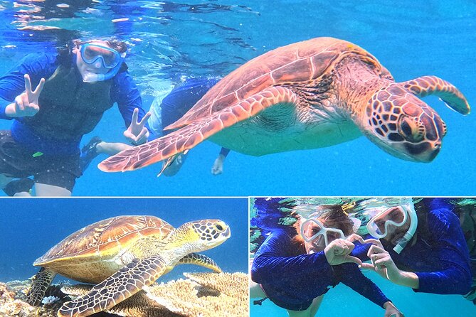 Turtle Snorkeling in Ishigaki - Fluent English! Small Group! - Key points to know before booking