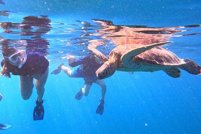 Turtle Snorkeling in Ishigaki - Fluent English! Small Group! - Why this Ishigaki turtle tour works well