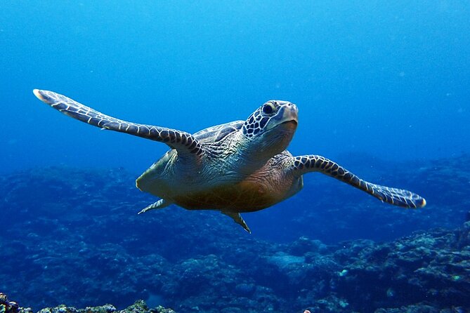Turtle Snorkeling in Ishigaki - Fluent English! Small Group! - Beach entry instead of a boat ride