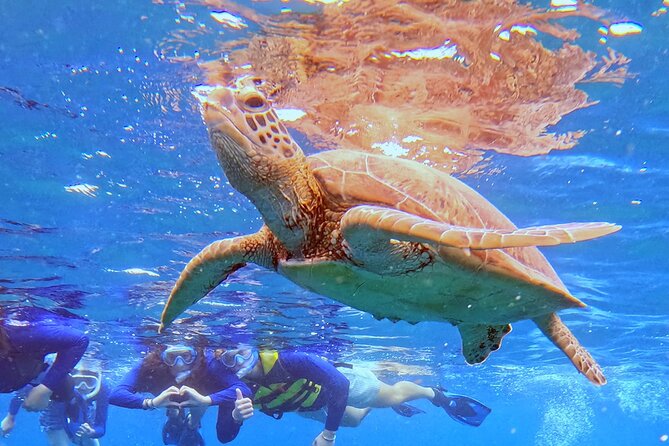 Turtle Snorkeling in Ishigaki - Fluent English! Small Group! - Up to two hours with turtles and reef life