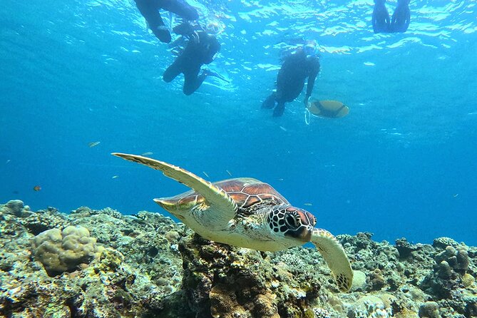 Turtle Snorkeling in Ishigaki - Fluent English! Small Group! - What the small group changes