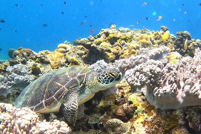 Turtle Snorkeling in Ishigaki - Fluent English! Small Group! - An early start at Yonehara Beach