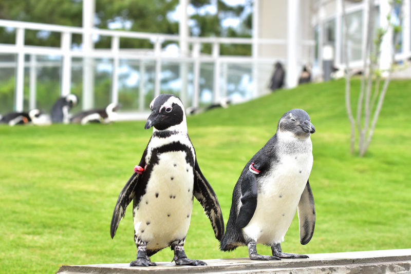 Uminonakamichi Marine World Admission Ticket in Fukuoka - Take your time at the shark tank