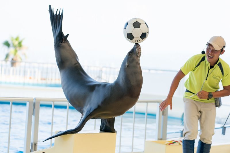 Uminonakamichi Marine World Admission Ticket in Fukuoka - Make the trip out part of your Fukuoka day