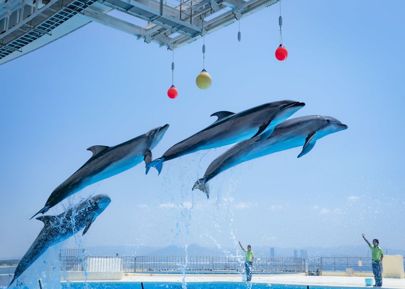 Uminonakamichi Marine World Admission Ticket in Fukuoka - Know what the admission price covers