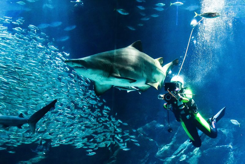 Uminonakamichi Marine World Admission Ticket in Fukuoka - Is Marine World a good fit for you?
