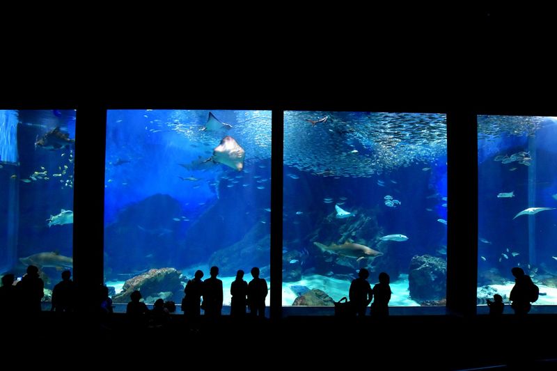 Uminonakamichi Marine World Admission Ticket in Fukuoka - FAQ