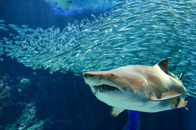 Uminonakamichi Marine World Admission Ticket in Fukuoka - Plan for two to three hours, not a rushed lap