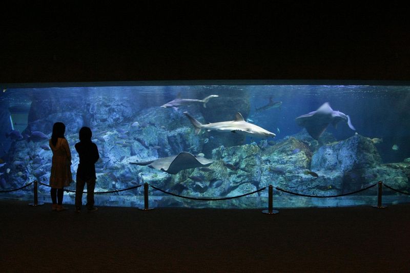 Umitamago Aquarium Ticket in Oita - Umitamago Aquarium at a glance