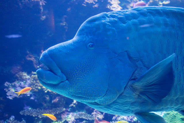 Umitamago Aquarium Ticket in Oita - A compact aquarium with plenty to do
