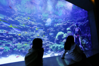 Umitamago Aquarium Ticket in Oita