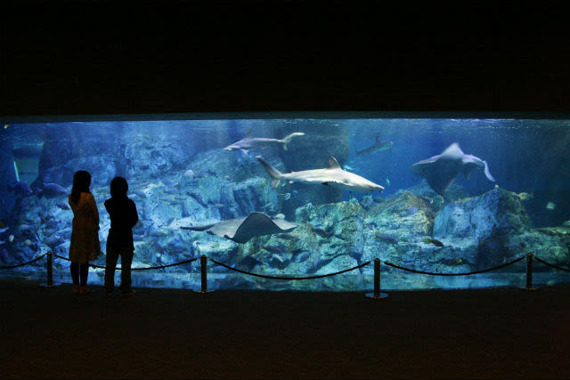 Umitamago Aquarium Ticket in Oita - Get closer at the touch and feeding areas