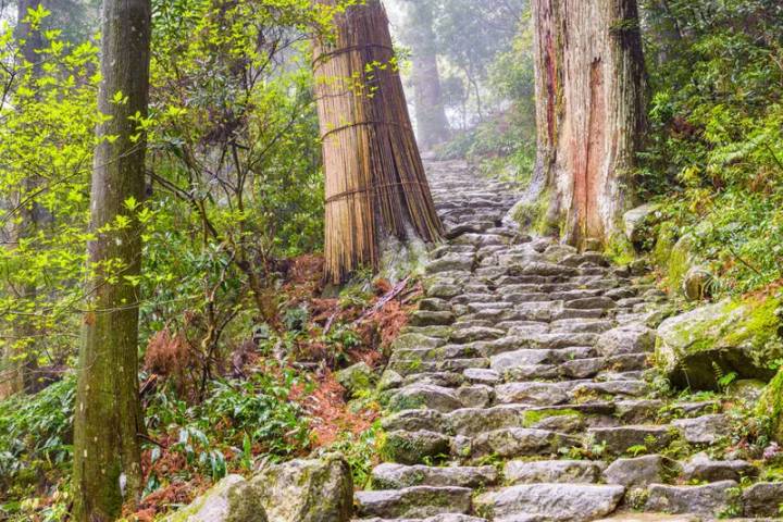 Walk Japan - Kumano Kodo Trail by Explore! - 12-Day Tour Review - Nara’s deer and Uji’s matcha