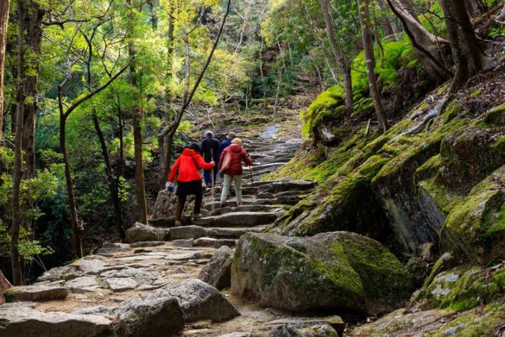 Walk Japan - Kumano Kodo Trail by Explore! - 12-Day Tour Review - The Kumano Kodo starts in the forest