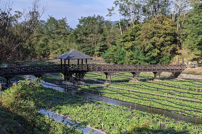 Wasabi Farm Walking Tour & Lunch - Why Daio Wasabi Farm is more than a photo stop