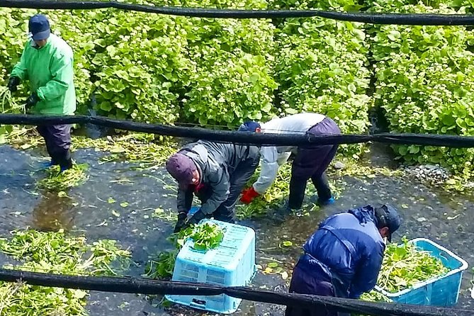 Wasabi Farm Walking Tour & Lunch - The second hour: Shinshu lunch with fresh wasabi