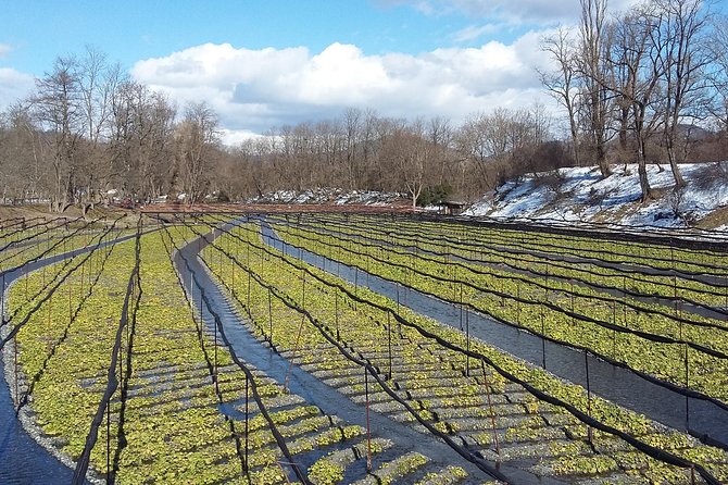 Wasabi Farm Walking Tour & Lunch - Is $70.94 a fair price?