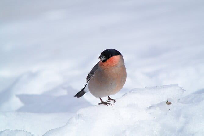 Wild Bird Sanctuary Forest Guided Tour in Nagano - Guides Who Make the Short Tour Count