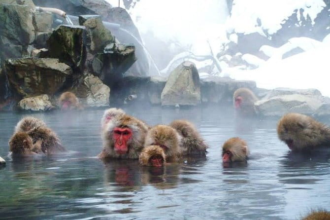Wild Bird Sanctuary Forest Guided Tour in Nagano - Price, Group Size, and What You Get