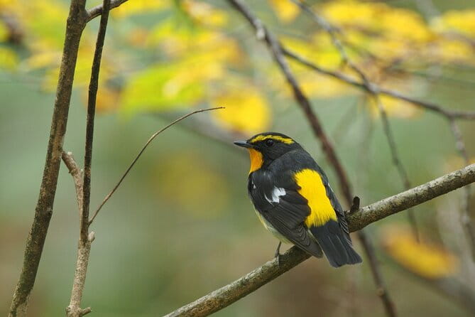 Wild Bird Sanctuary Forest Guided Tour in Nagano - Reading the Forest, Not Just Counting Birds