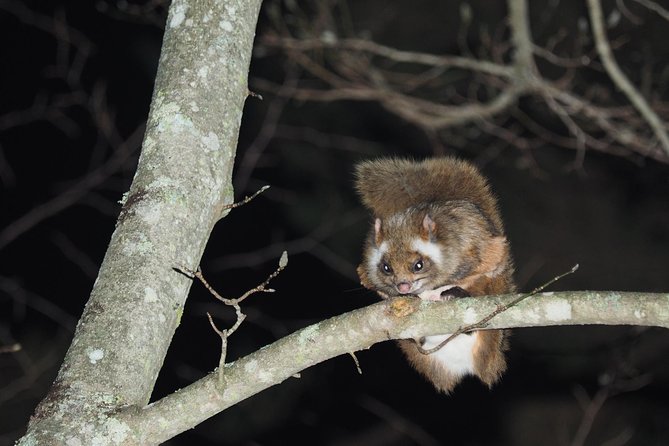 Wild Japanese Flying Squirrel Watching Tour in Nagano - Key points to know before you book