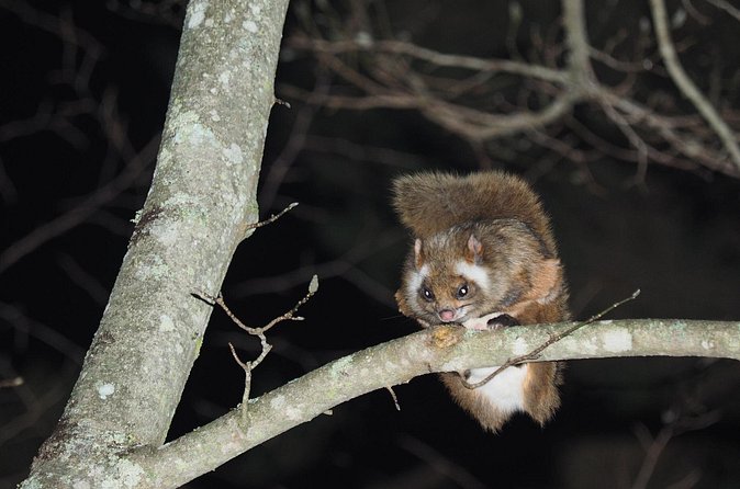 Wild Japanese Flying Squirrel Watching Tour in Nagano - What makes this animal worth watching