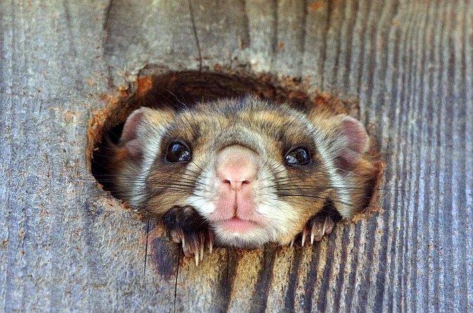 Wild Japanese Flying Squirrel Watching Tour in Nagano - Is $28.69 a good price?