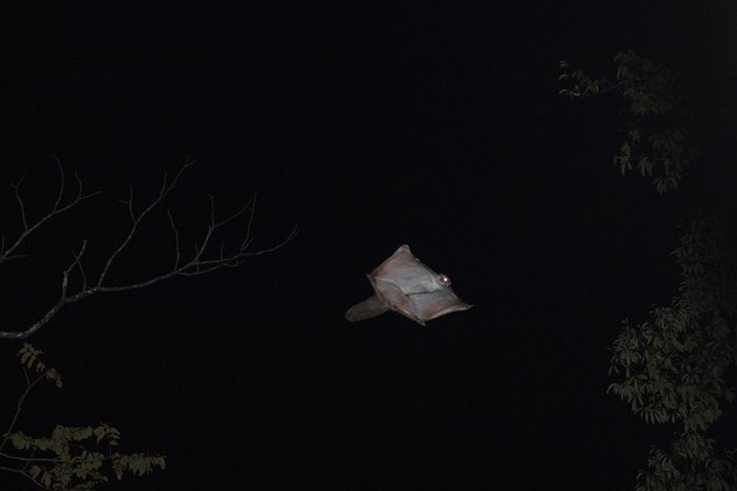 Wild Japanese Flying Squirrel Watching Tour in Nagano - How the timing fits a Karuizawa day