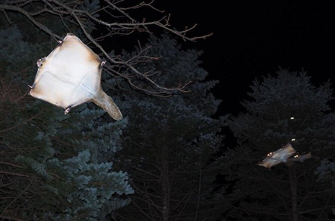 Wild Japanese Flying Squirrel Watching Tour in Nagano - Who will enjoy this most?